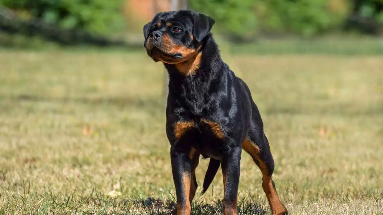 Rottweiler