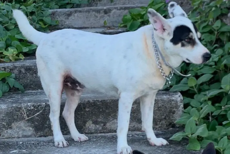 tekenhalsband voor honden