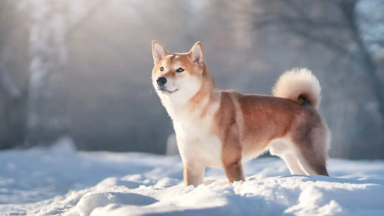 Shiba Inu