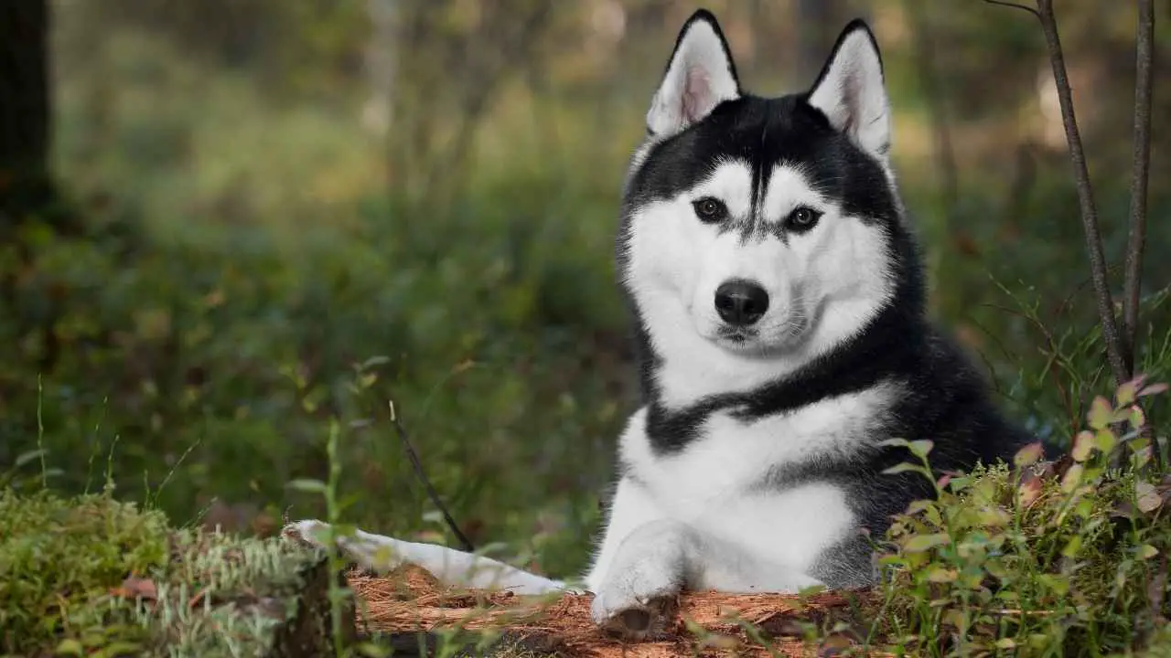 Siberische Husky