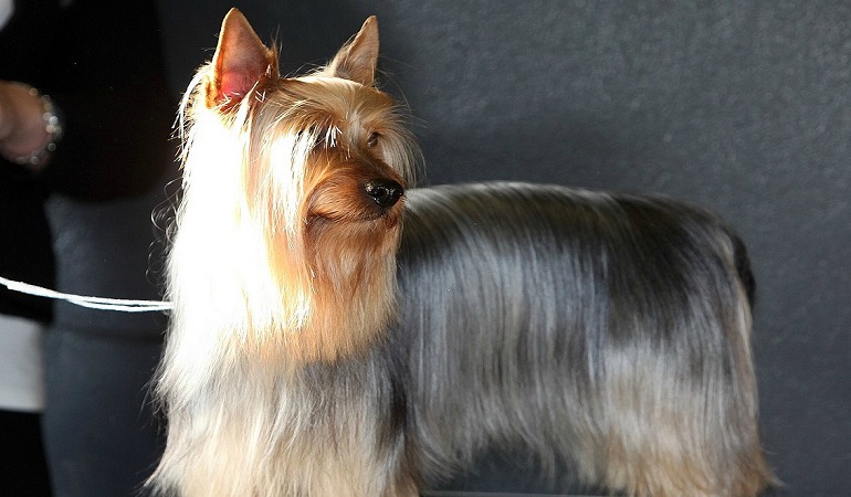 Silky Terrier Dog Breed