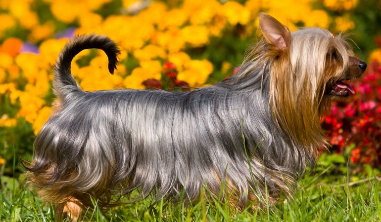 zijdeachtige terriers honden