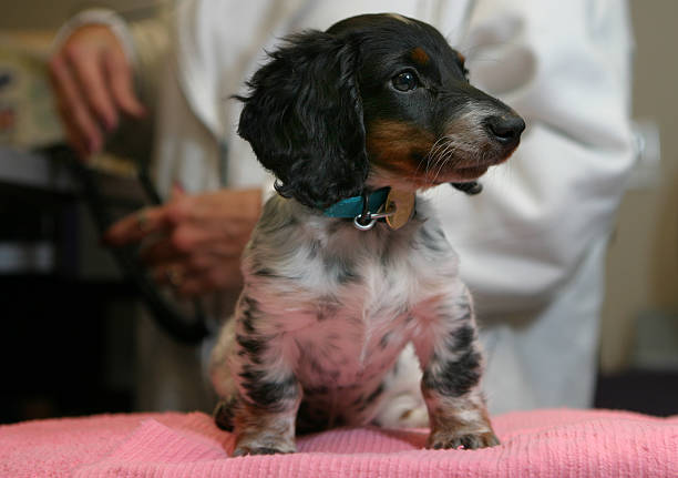 steriliseren en castreren