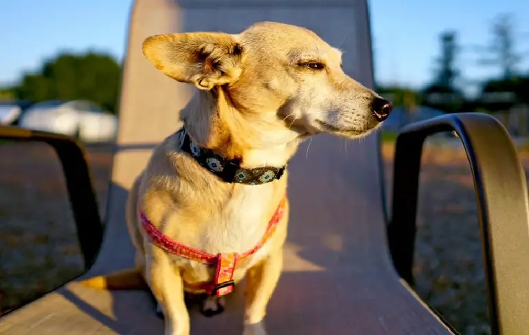 laat me foto's zien van chiweenie-honden