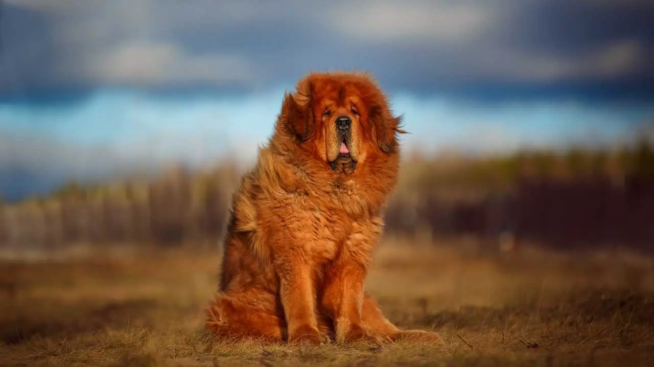 Tibetaanse Mastiff