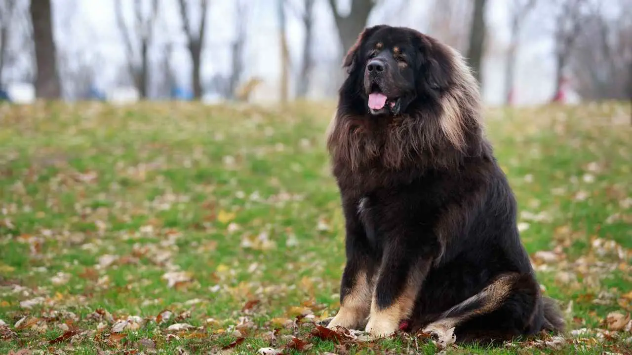 Tibetaanse Mastiff