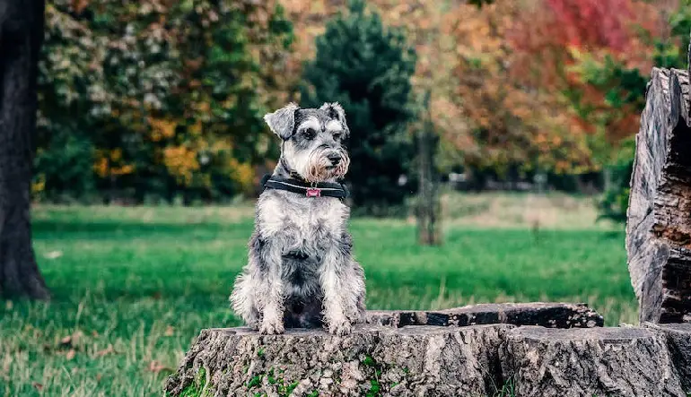 ruwharige schnauzer
