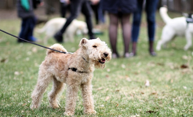 socialisatietraining voor honden