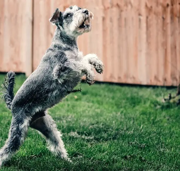 lever parti schnauzer
