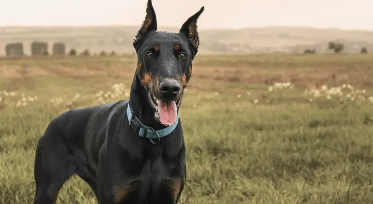 doberman sterk
