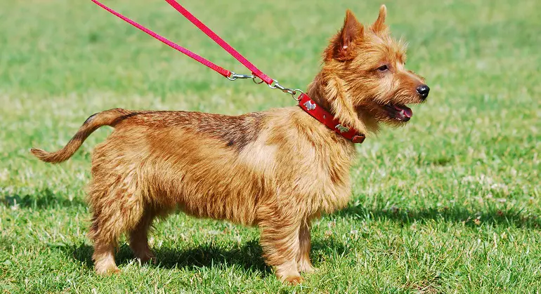 yorkie Australische terriër mix