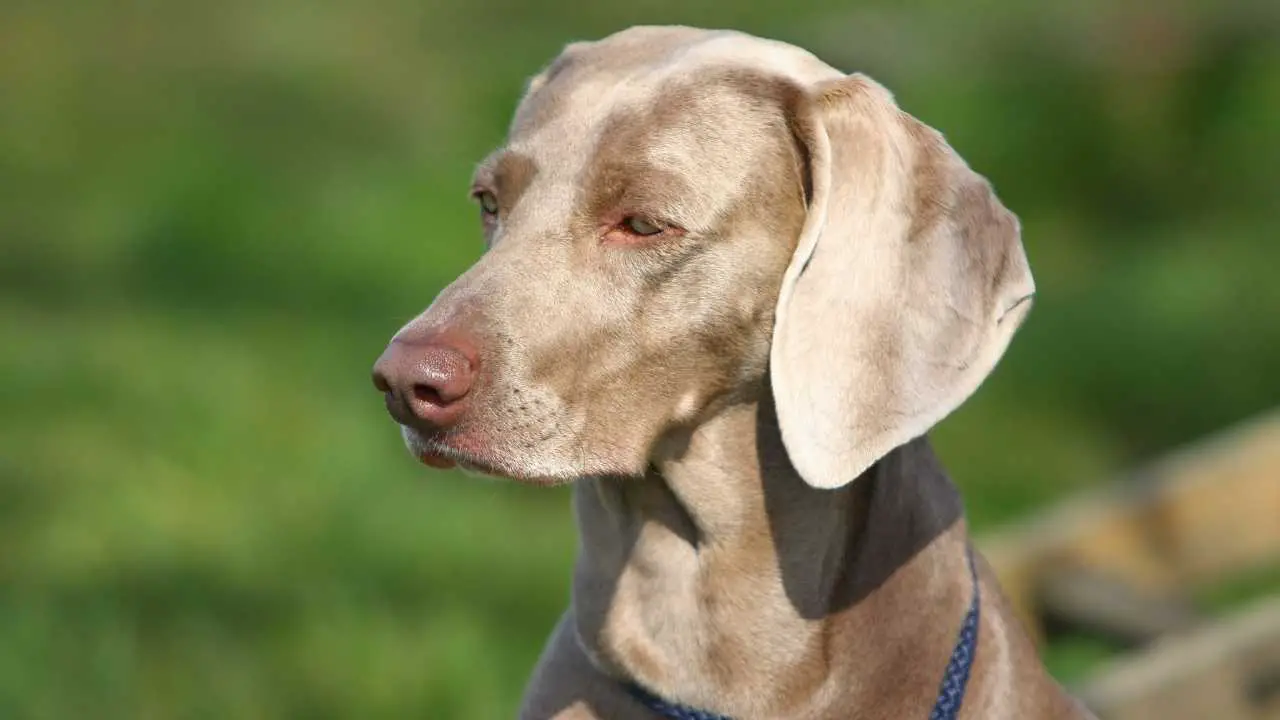 Weimaraner