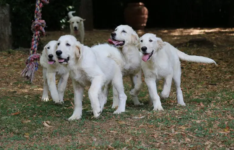 socialisatietraining voor honden