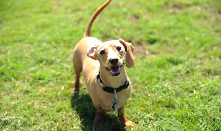 hoe je kunt voorkomen dat een hond gaat zeuren