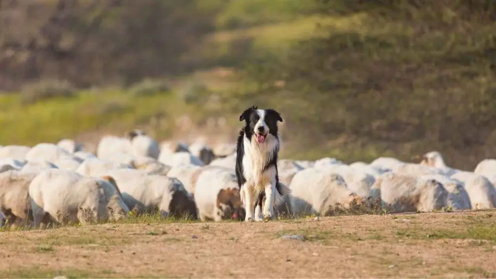 Working Dog Breeds