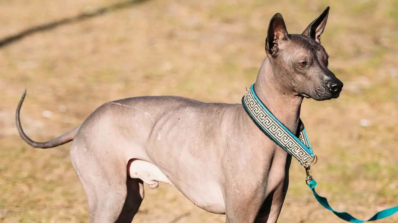 Xoloitzcuintli