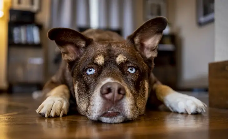 hoe je kunt voorkomen dat een puppy gaat zeuren