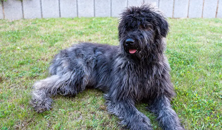 bouvier des flandres hondenrassen
