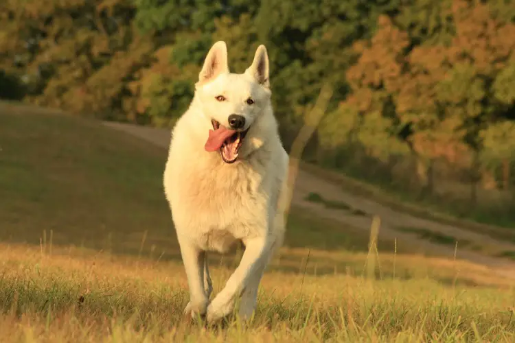 hoeveel honden in de VS