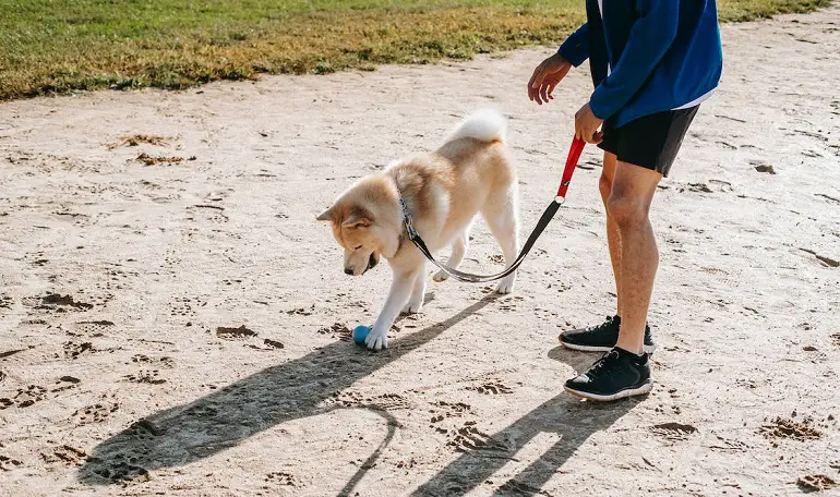 het socialiseren van een oudere hond