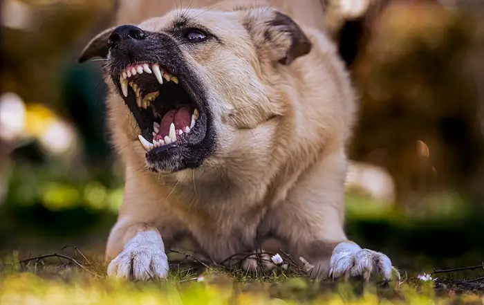 hondenagressie na castratie