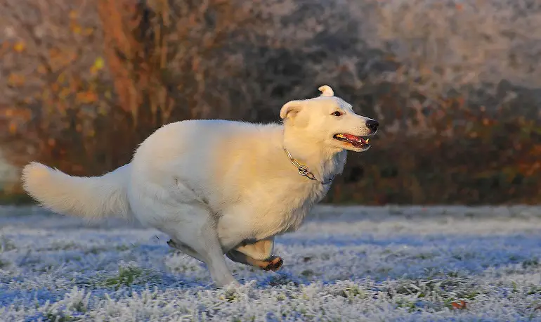 geheel witte Duitse herder