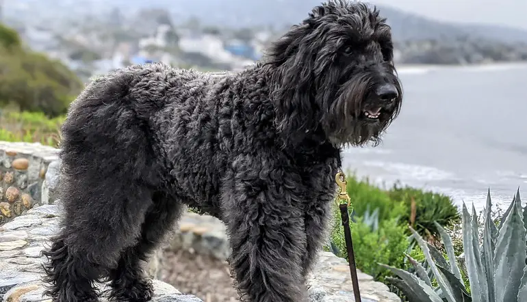 bouvier de flandres honden
