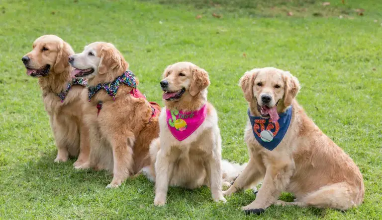 golden retrievers