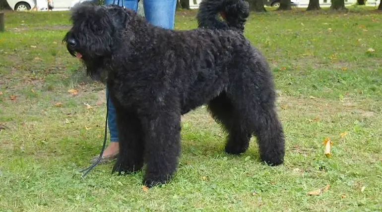 bouvier des flandres ras