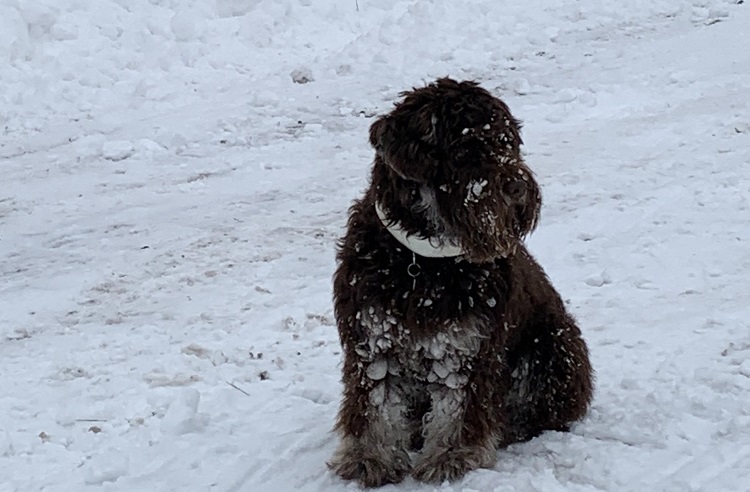 schokhalsband voor honden