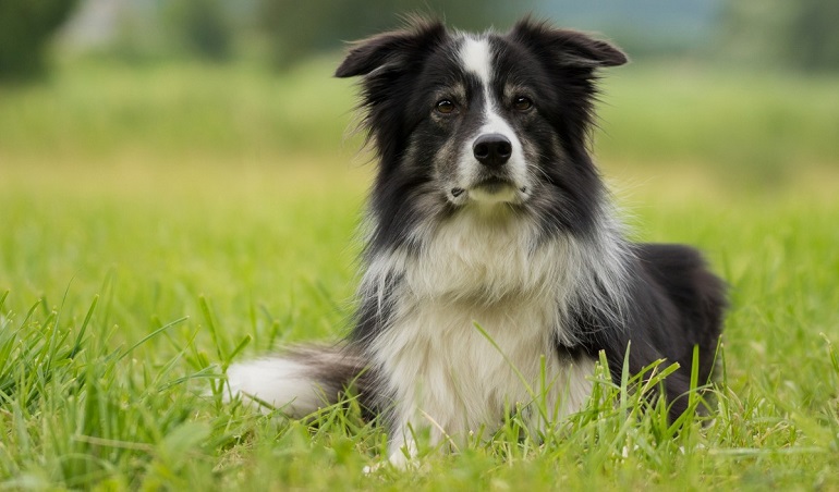 collie hond