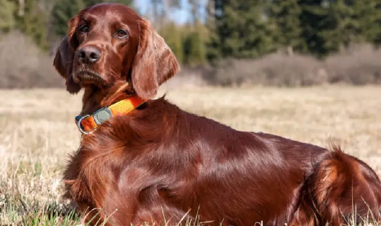 Ierse setter afbeeldingen
