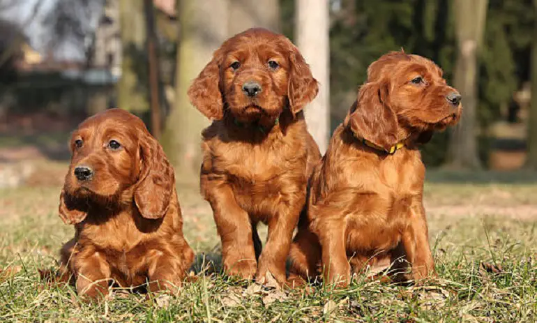 Ierse setter hondenras
