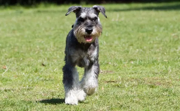 standaard schnauzer
