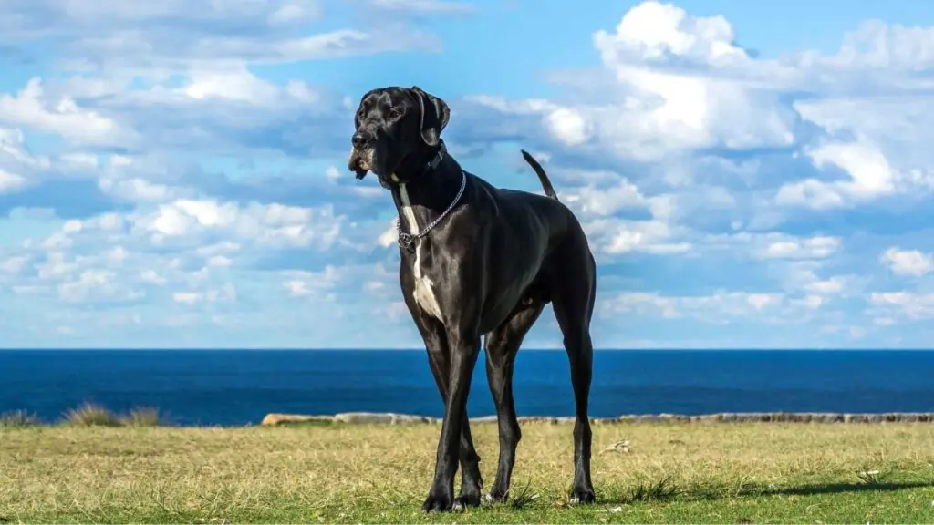 powerful and Largest Guard Dog Breeds