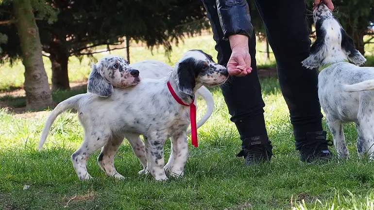 setters honden
