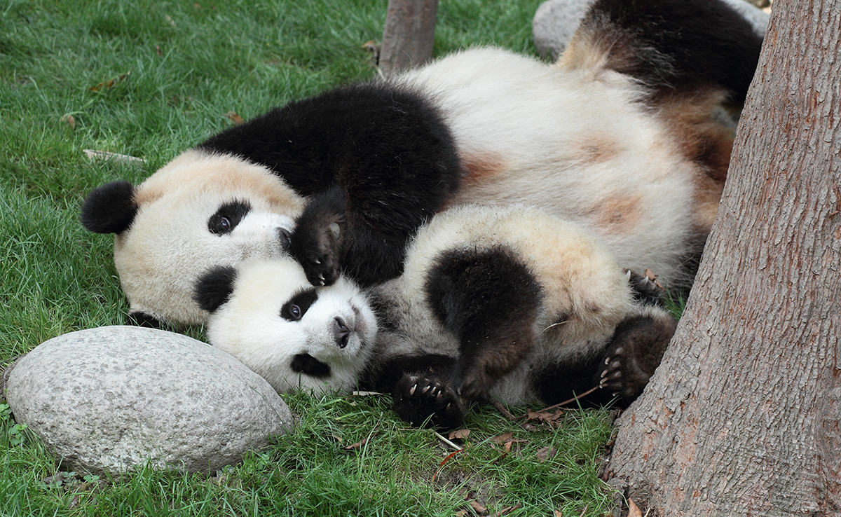 Reproductie van de reuzenpanda: geslachtsrijpheid, cyclus, dracht en geboorte!