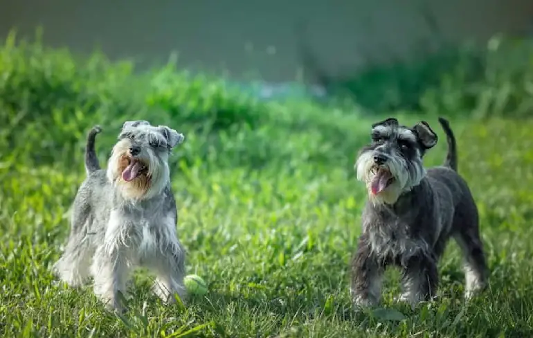 zwart en wit parti schnauzer
