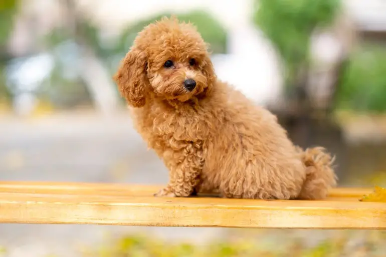 toy poodle review