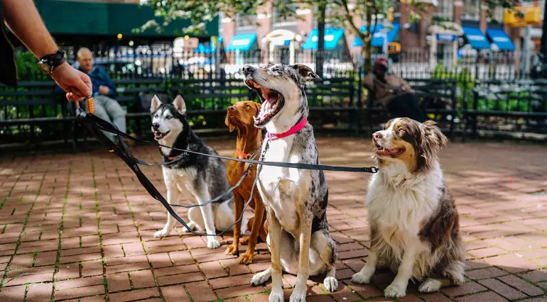 Hoe kom je van een hond af die je niet wilt?
