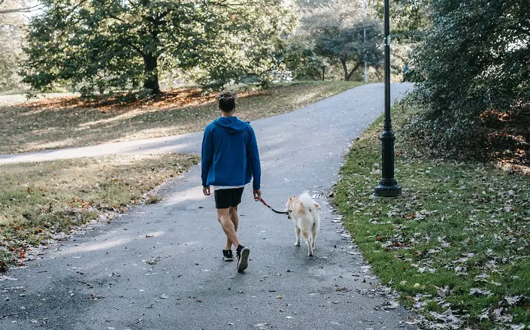 hoe een volwassen hond te socialiseren