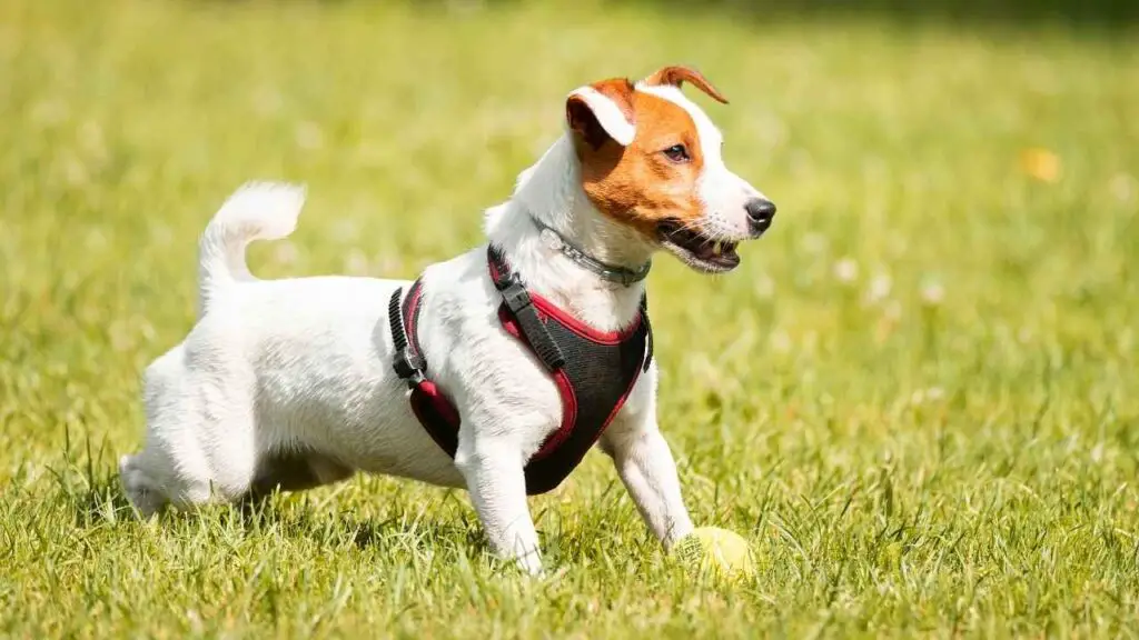 1736431219 383 Jack Russell Terrier 5