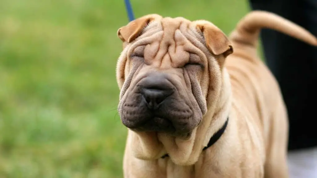 Shar Pei