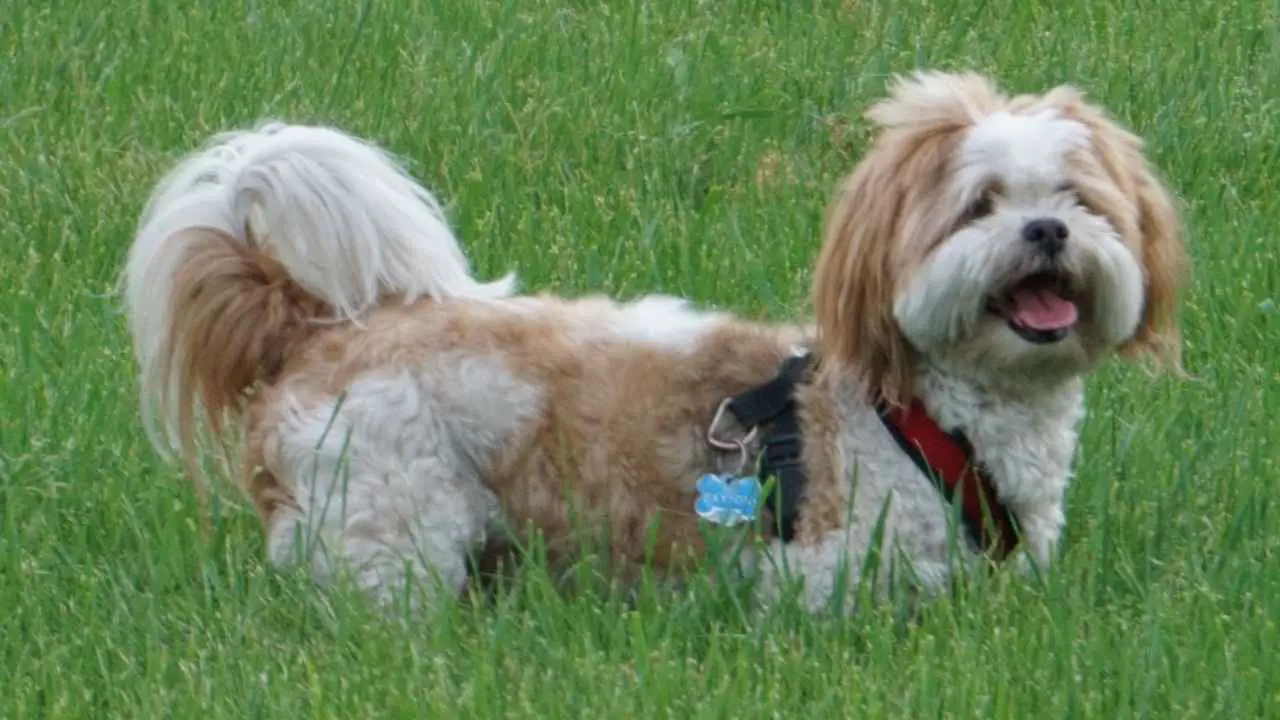 Lhasa Apso