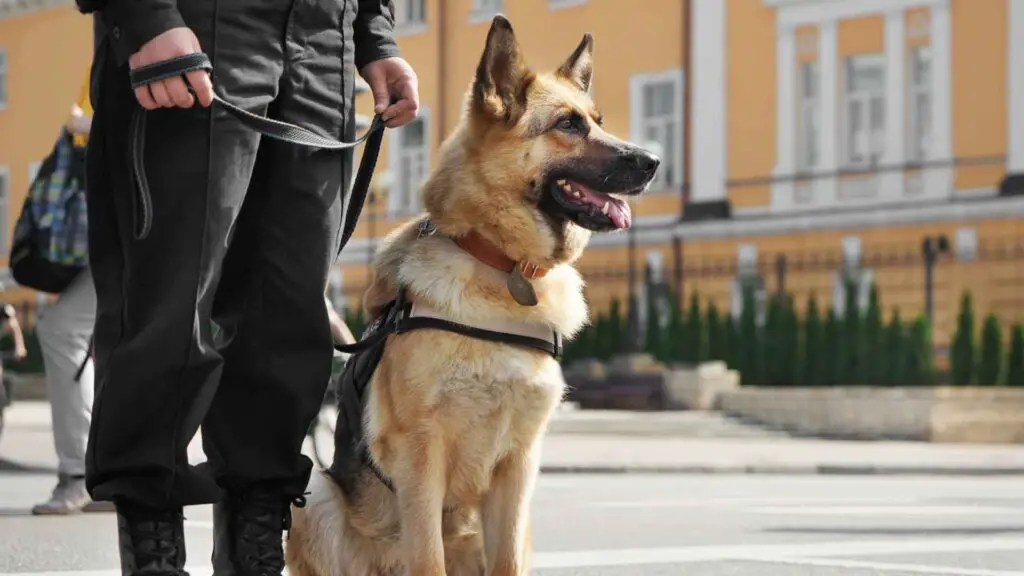 7 Dog Breeds That Could Have Been Secret Agents in Real Life