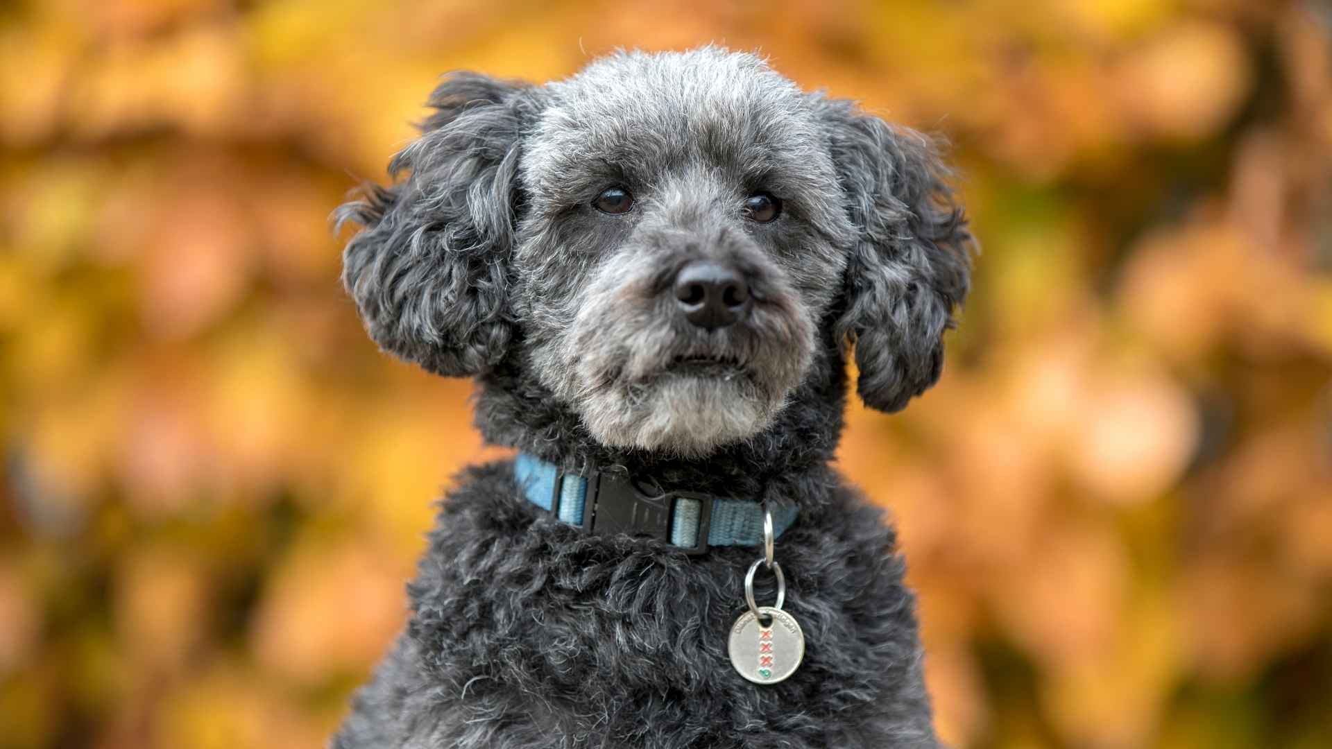 8 Hybrid Dog Breeds with Curly Hair Youll Adore