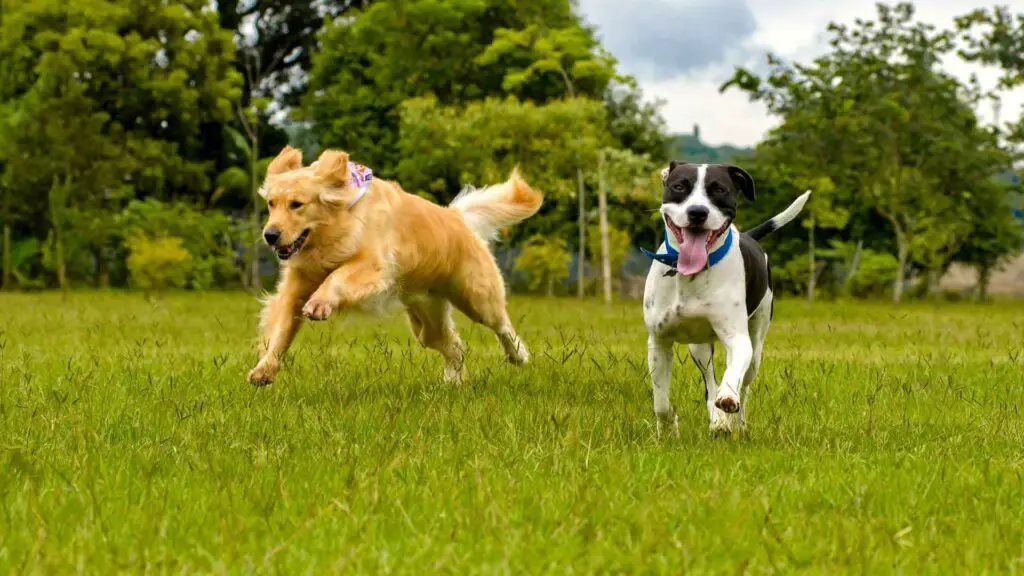 9 Athletic Dog Breeds for Active Owners