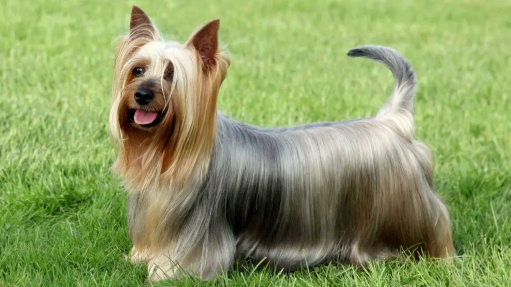 9 Australian Dog Breeds and What Makes Them Special