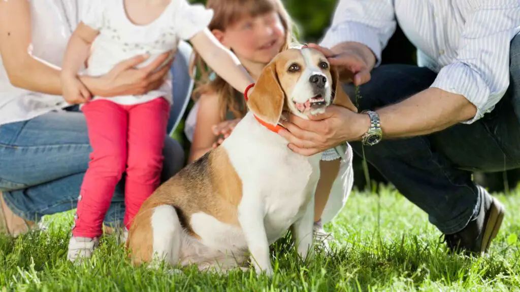 9 Best Small Friendliest Dog Breeds for Families and Kids