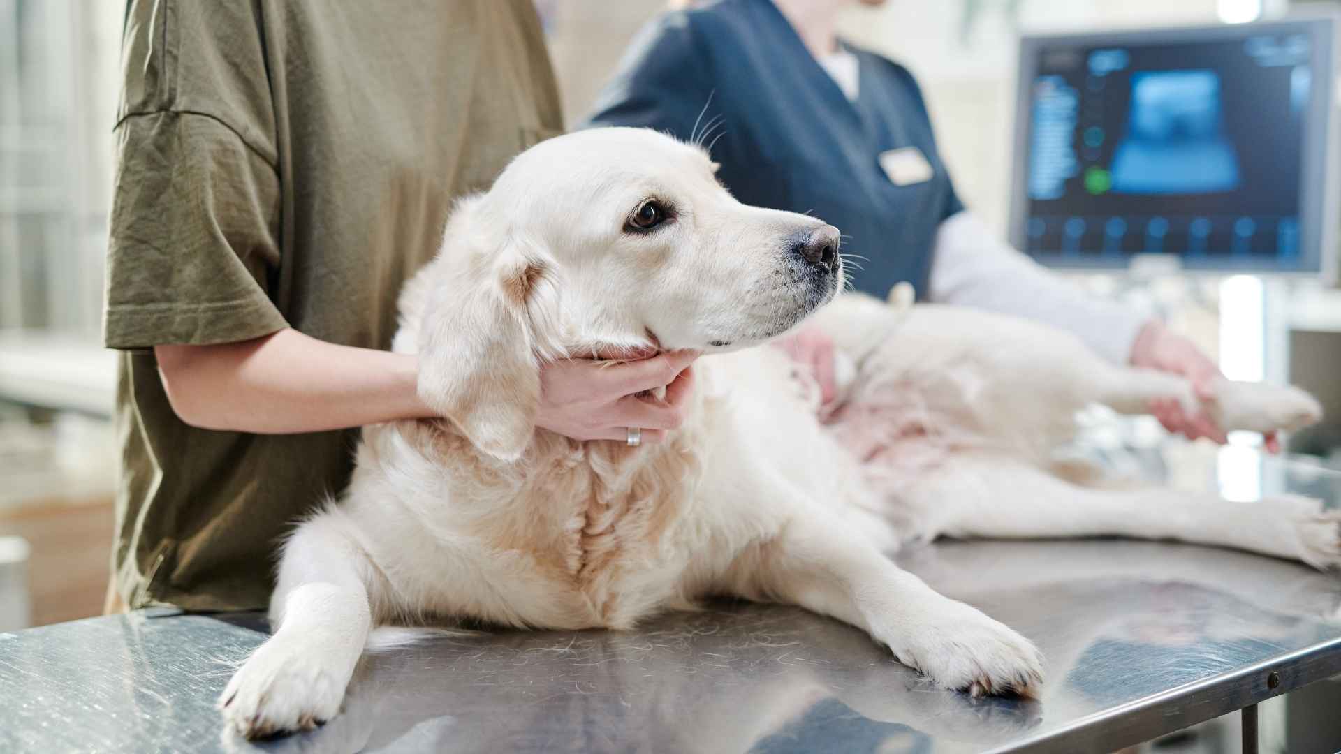 9 Dogs Breeds with the Most Health Issues